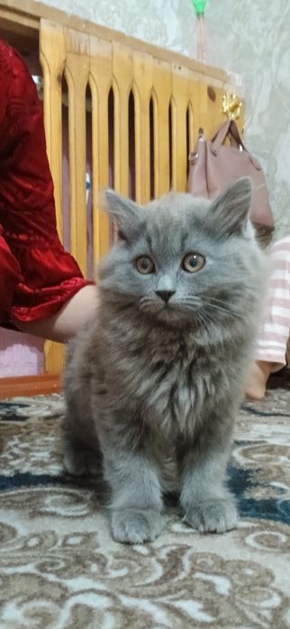 Mushuk British Longhair