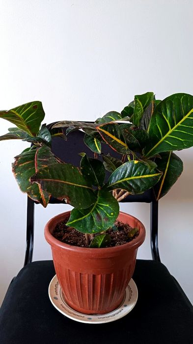 Цветы,    Кратон