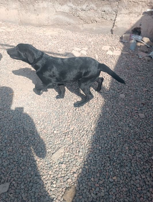 Lablador bolasi ,лоблодор