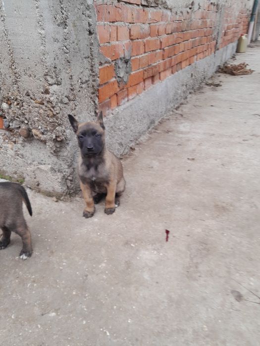 Белгийска овчарка