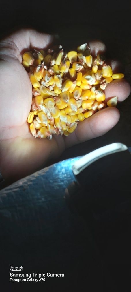 Cereale     grâu, porumb           recolta 2022