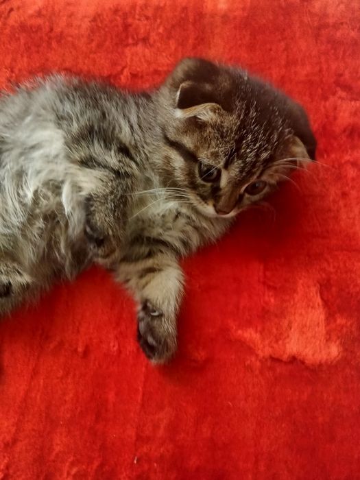 Skottish fold bolalari sotiladi 100$ sogʻlam