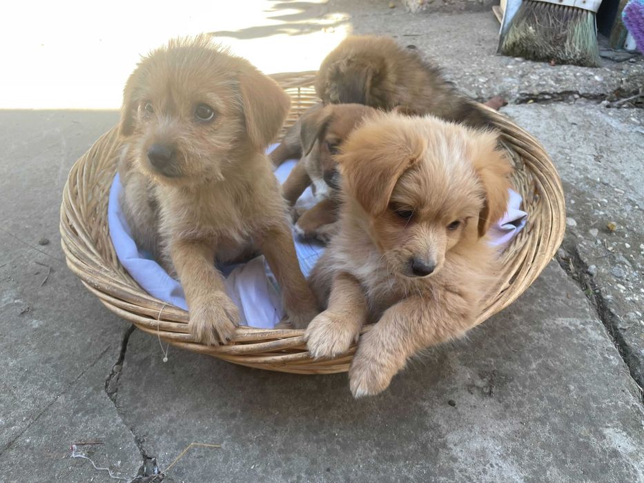 Catelusi pentru adoptie - Gratuit