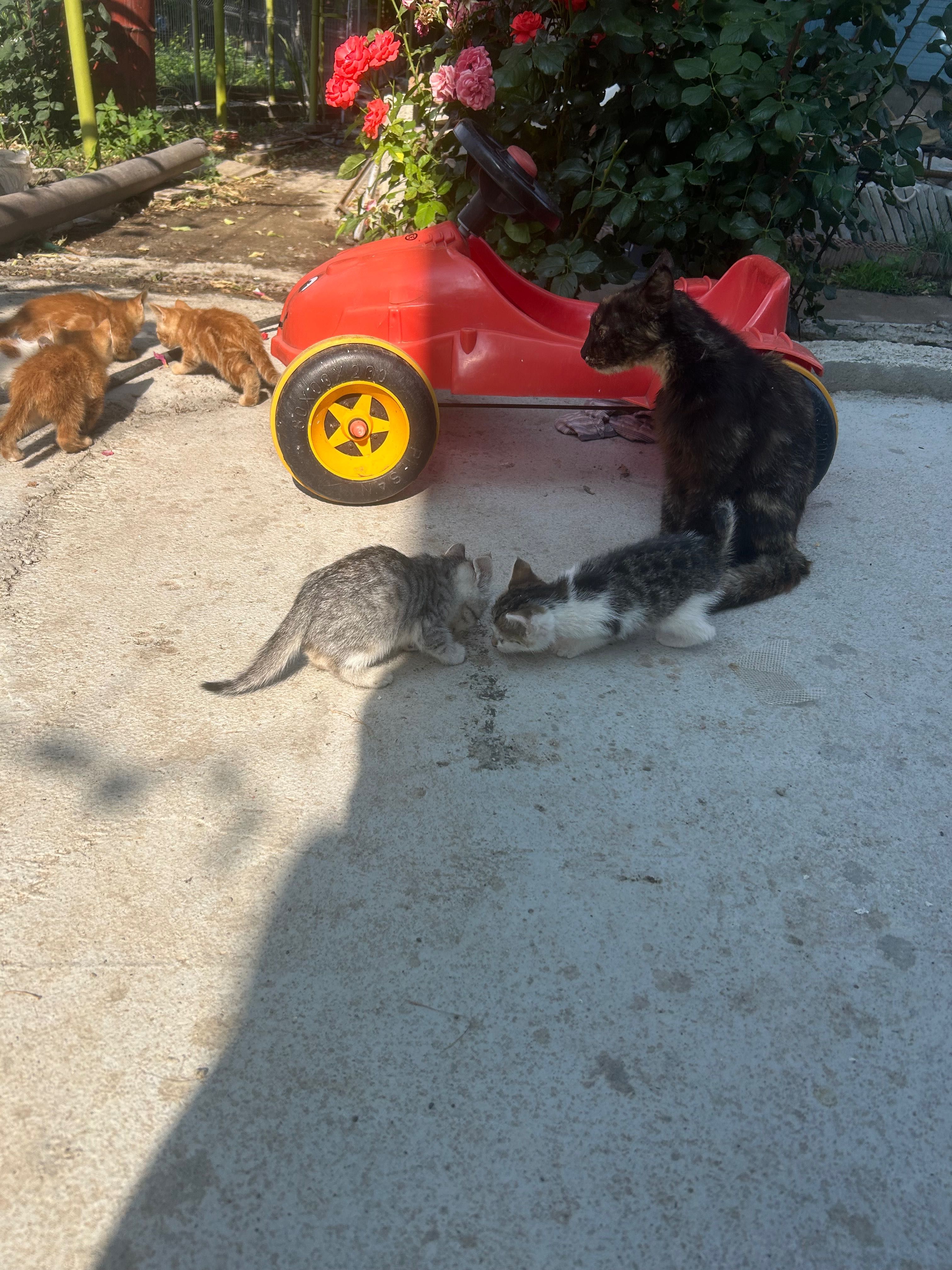 подарявам котета
