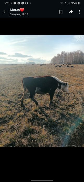 Продам 4 телки   и корову