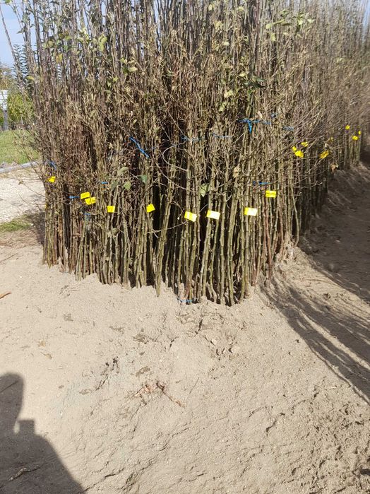 Nuci si pomi fructiferi de vânzare