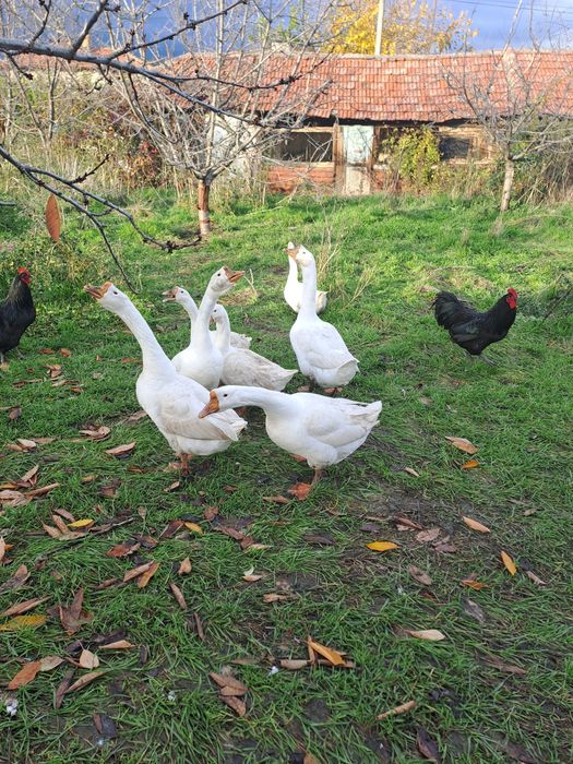 Гъски Линда - оплодени яйца