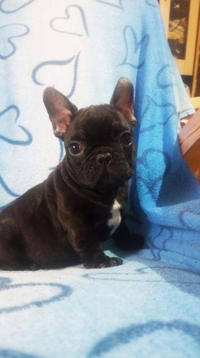 Mascul bulldog francez