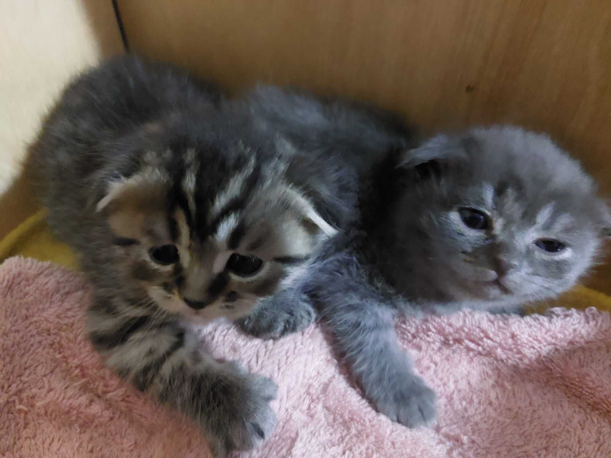 Породистые котята