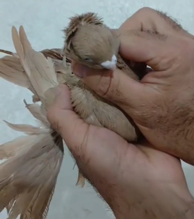 Продам голубей...