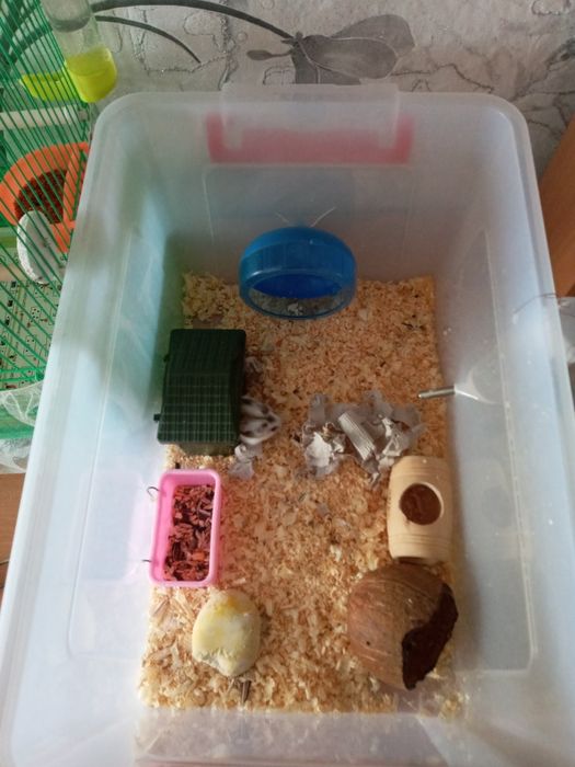 Хомяк с большим контейнером