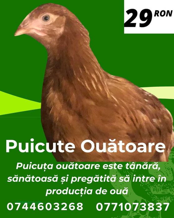 De ce să cumperi puicuțele direct din fermă avicolă Balagri?
