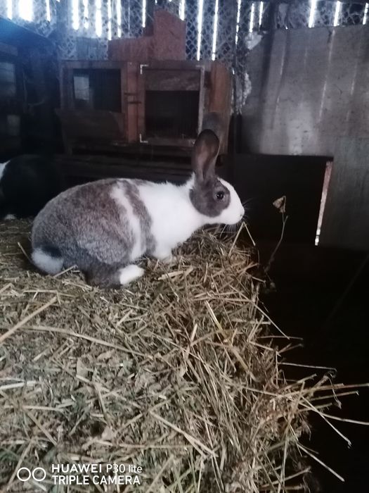 Tineret hycole și pannon