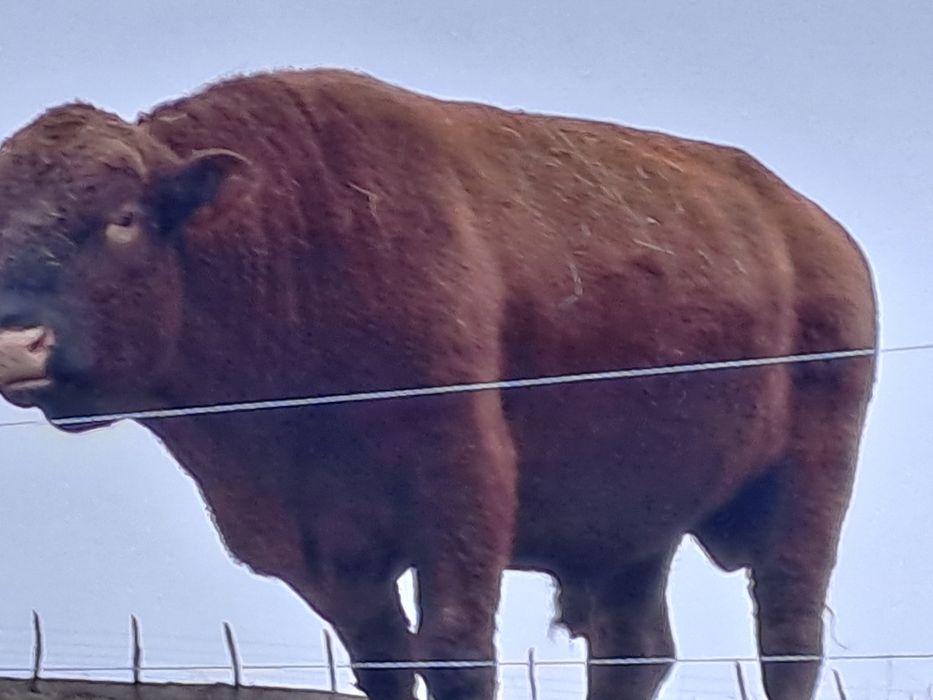 Vand taur angus de origine certificat