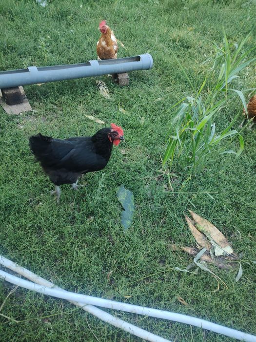 Vând ouă de găină