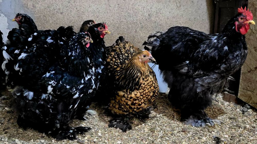 Oua incubatie păsări de Rasă