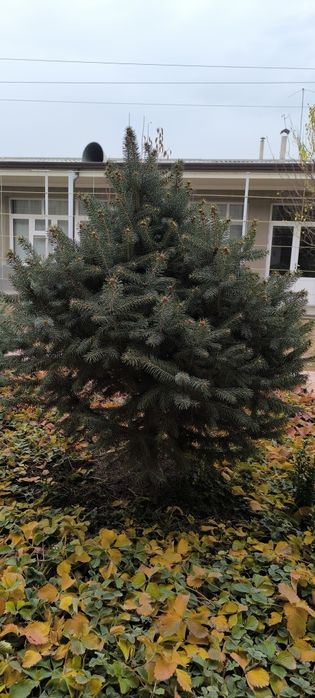 Голубой ель арчалари сотилади