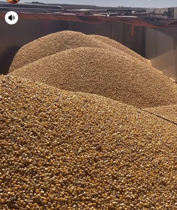 Vand porumb recolta 2025