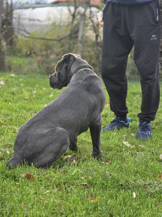 Кане корсо сиво мъжко