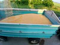 Porumb de vnzare cu transport gratuit la preti 13 kg