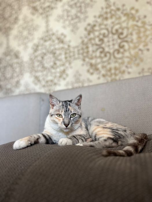 Ласковая кошечка