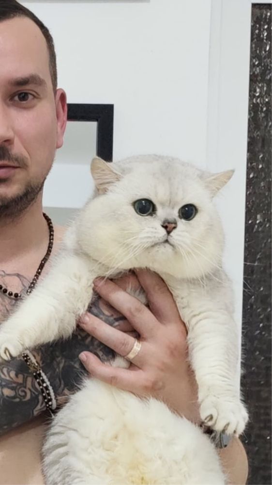 Fetita British Shorthair