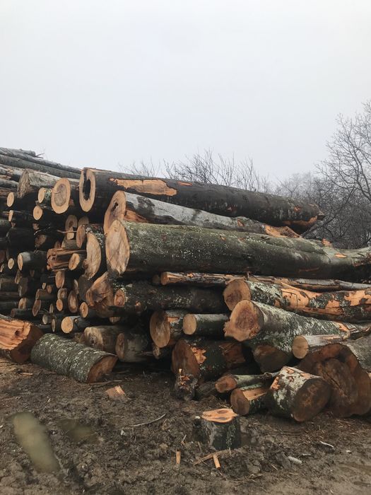 Vand lemne de foc fag și salcam