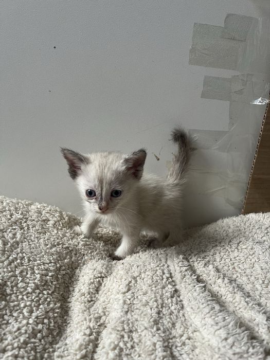 Котенок девочка.