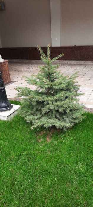 Продам свои голубые ели
