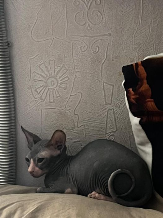 Продам   сфинкса