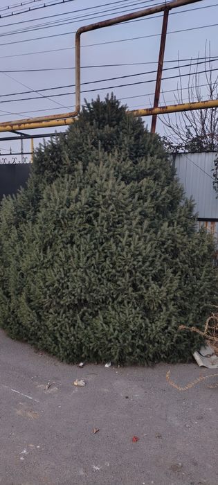 Сад, огород продам ёлки
