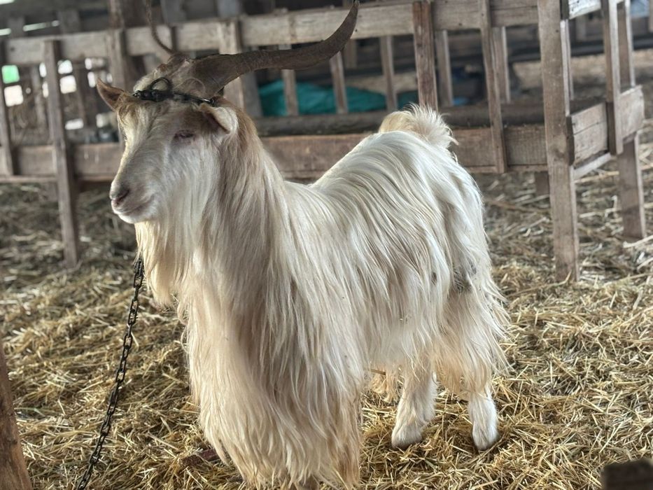 Vând țap tânăr  sau schimb