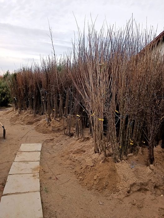 Pomi fructiferi  diverse soiuri