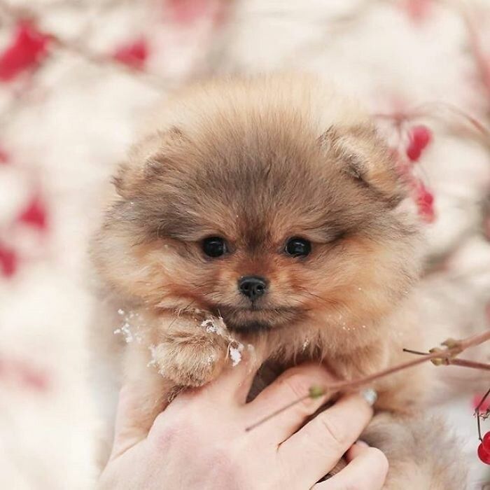 Померанский шпиц, помиранский, 1,5 мес