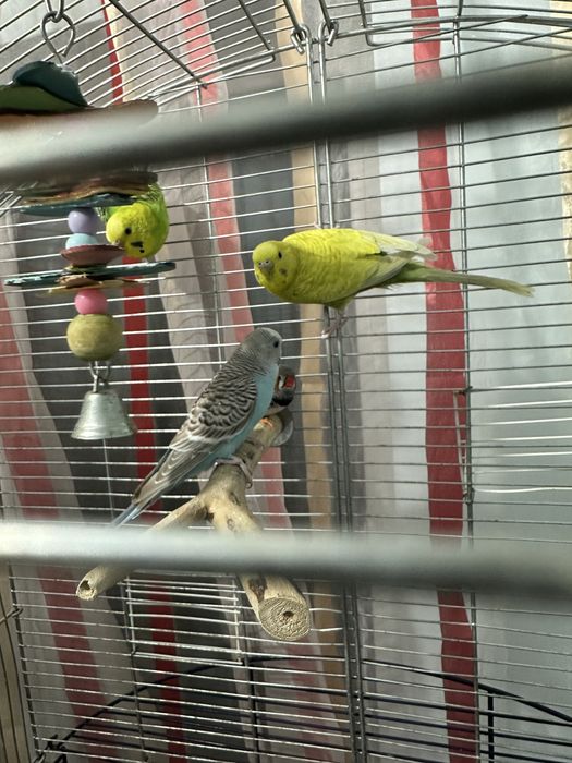 Vand/schimb 3 femele de perusi reproducatoare