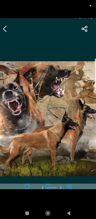 Малиня пирвазное