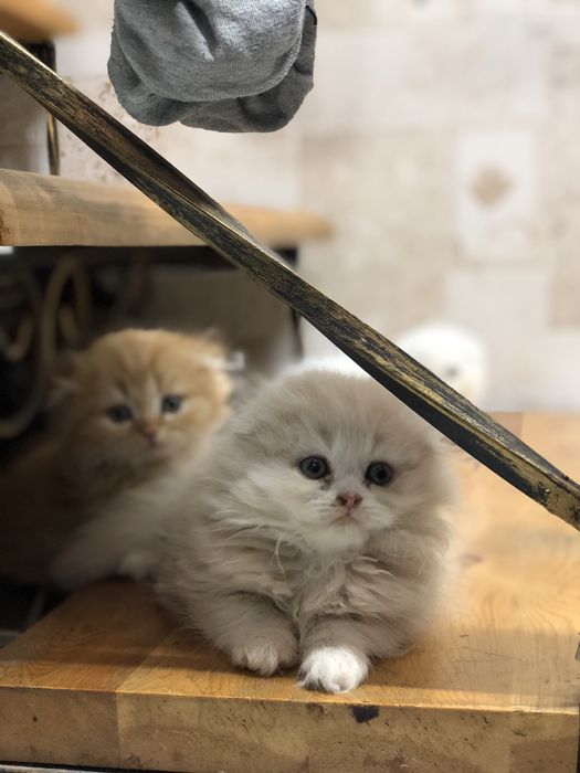 Продается котята sotilad mushu bolachalari