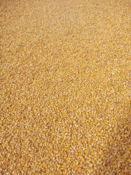 Porumb boabe de vânzare