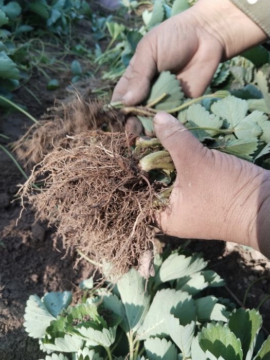 Alba , Kler koʻchatlari bor  kelishilgan narxlarda