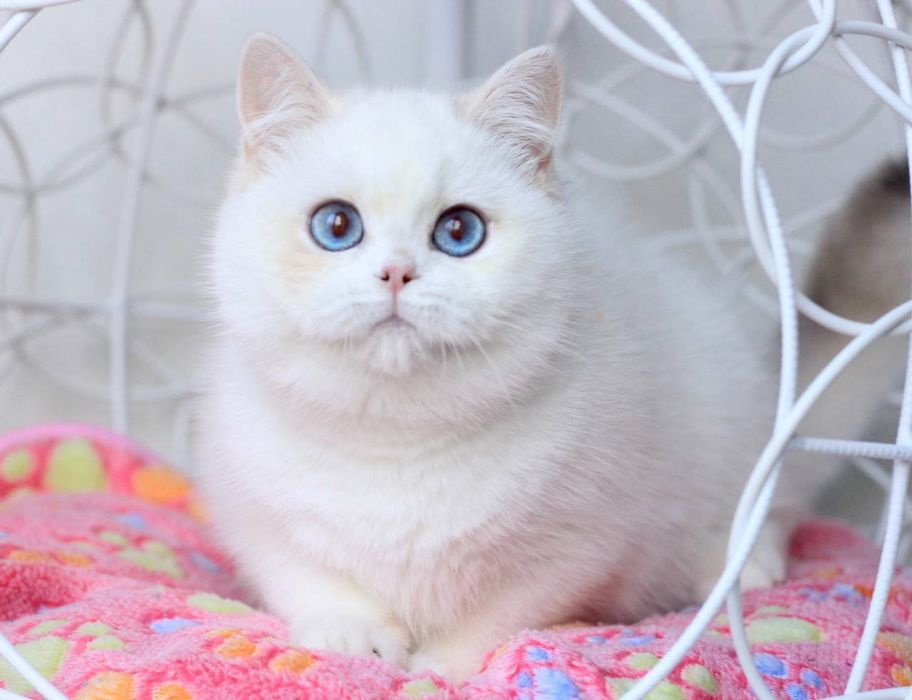 Привезные британцы !!