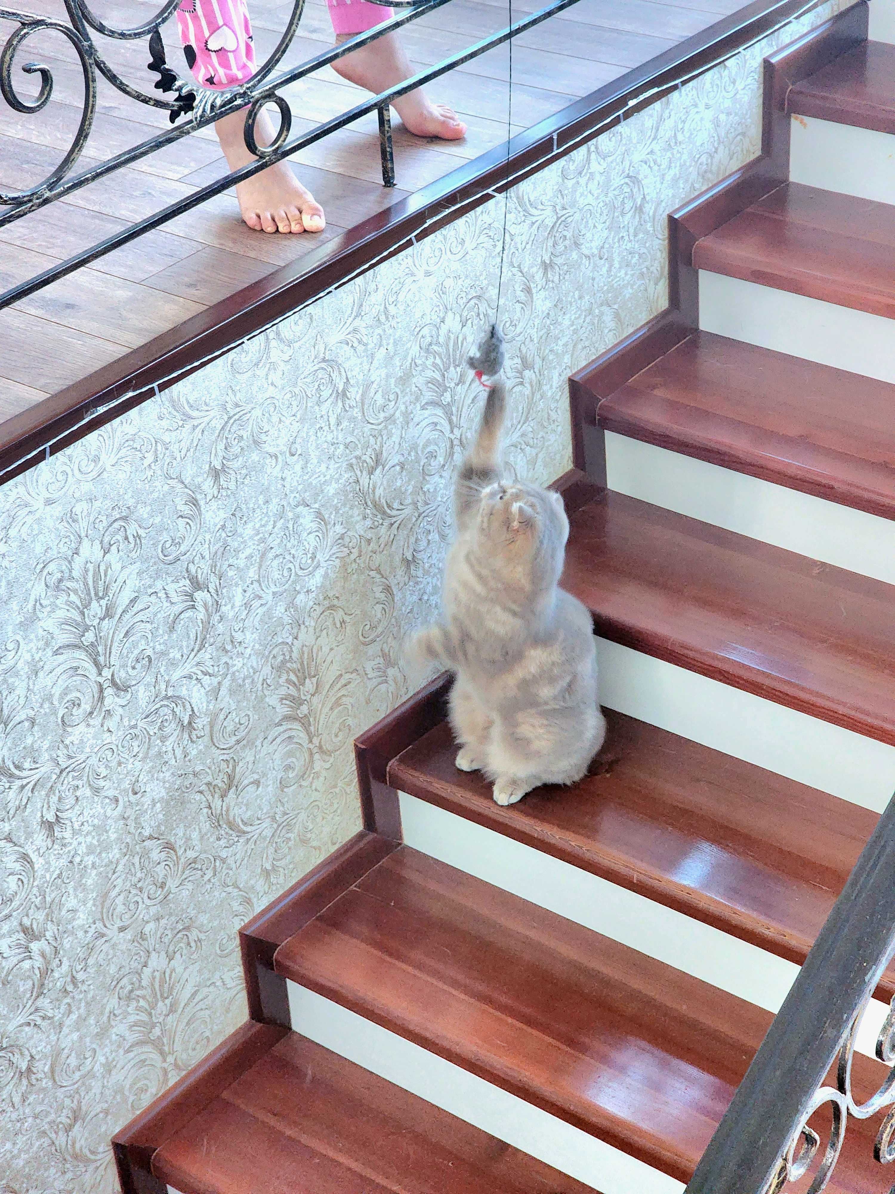 Noyob rangli, toza zotli  Scottish fold mushugi sotuvda!