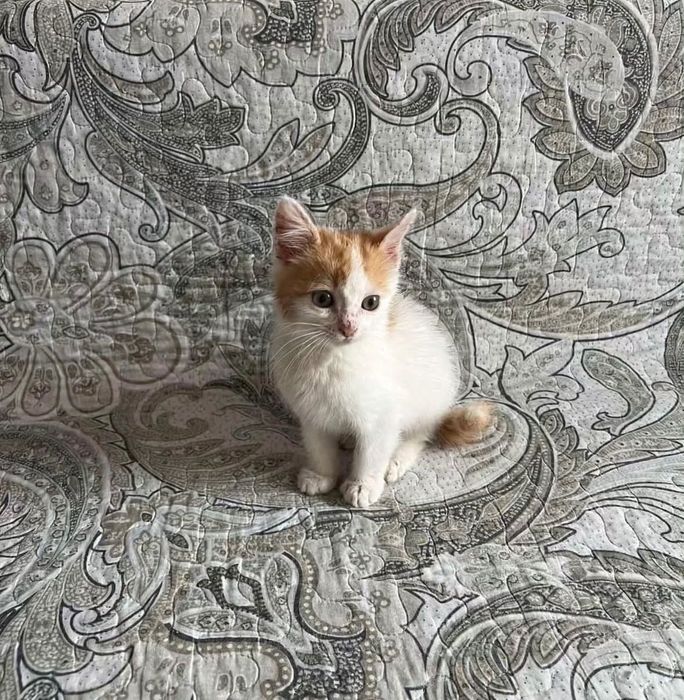 Отдам в добрые руки котенка