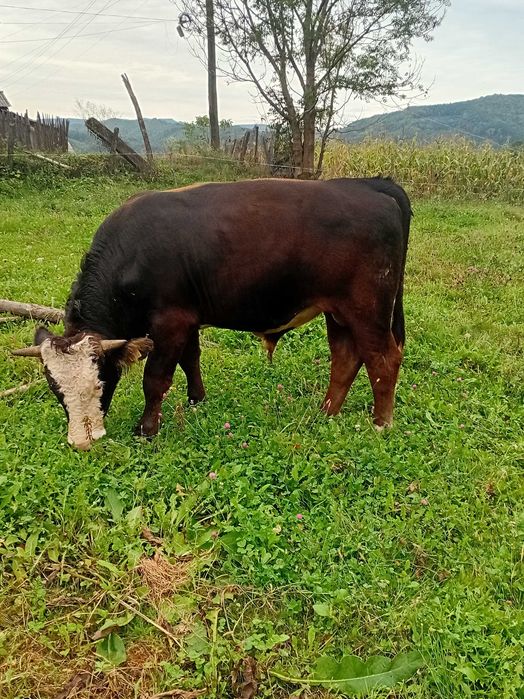 Taur de vanzare .
