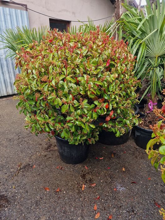 Poze reale  !!! Palmier, photinia red robin, ienupar tarator, buxus