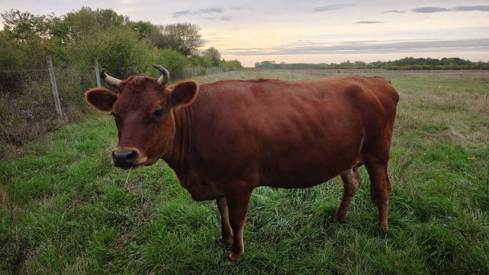 Ocazie ! Vand juninca gestanta Jersey