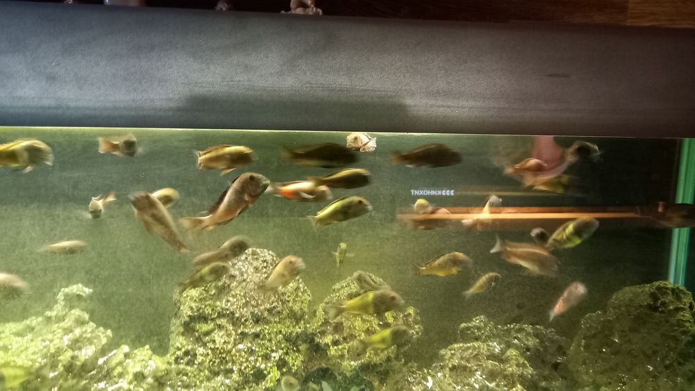 Продам Tropheus ikola