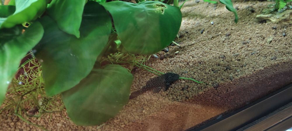 Продавам малки черни Молинезии и няколко средно големи Анцистроси