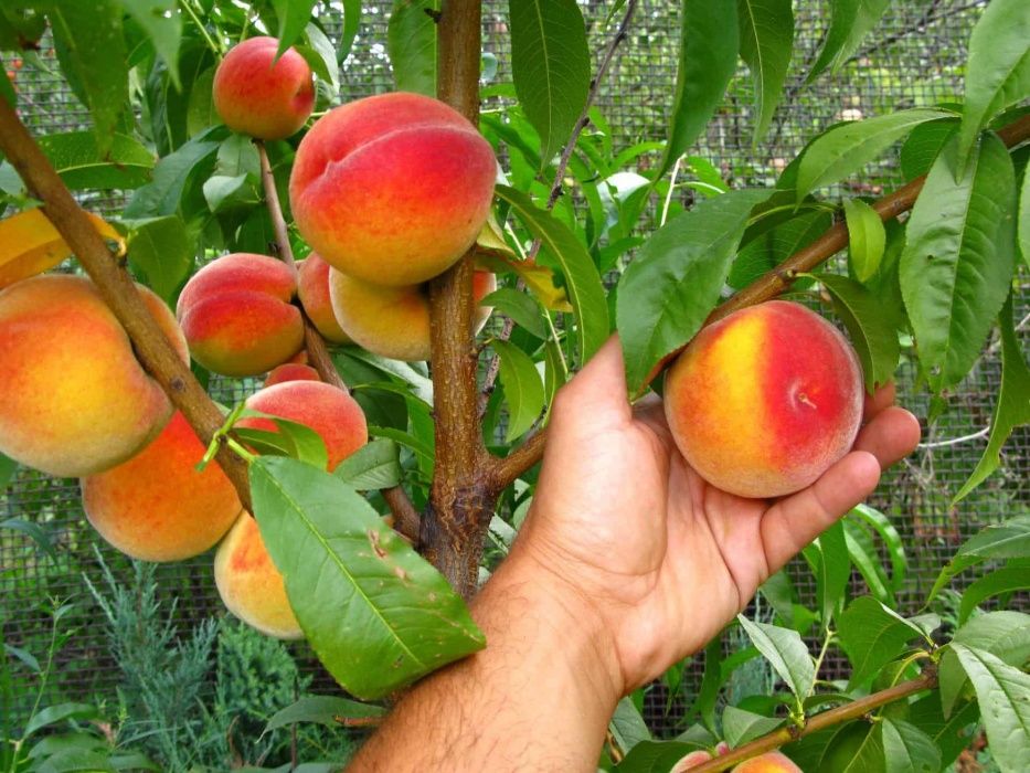Продам саженцы 3хлетних Груш, черешни, сливы, абрикос, яблони и др