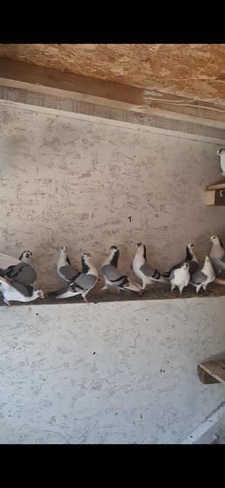 Vand porumbei galeteni/jucatori!