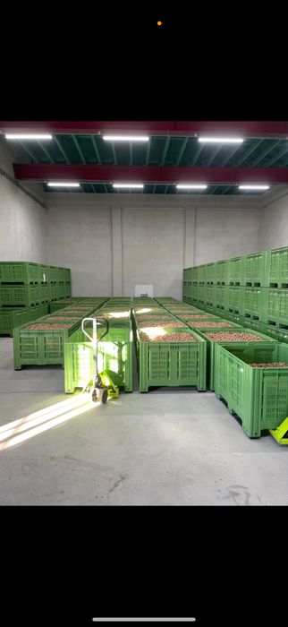 Nuci in coaja ECOLOGICE CERTIFICATE, productie 2025
